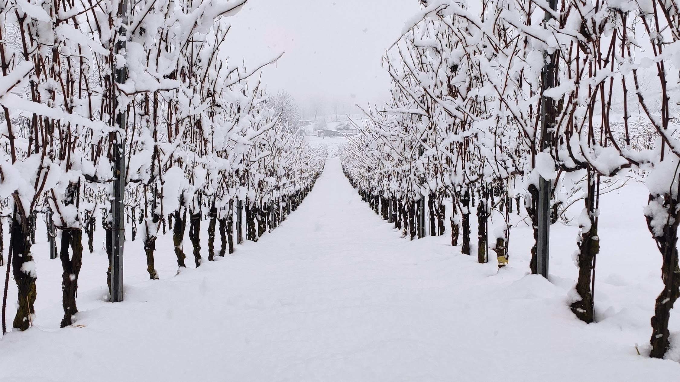 Vigneti della Cantina Concarena ai piedi del Monte Concarena