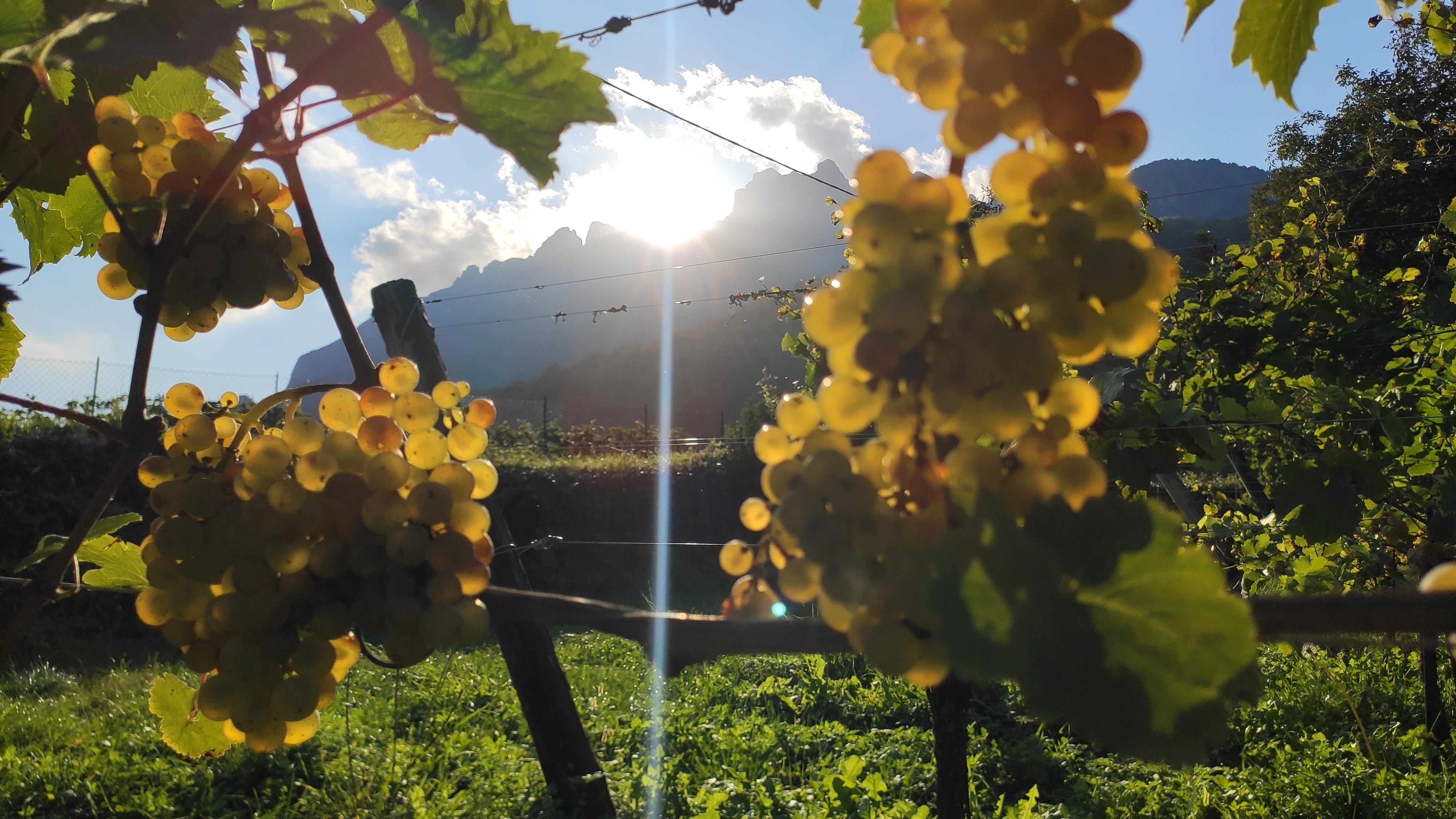 Uve Riesling Renano del vigneto VIDET pronte per la vendemmia