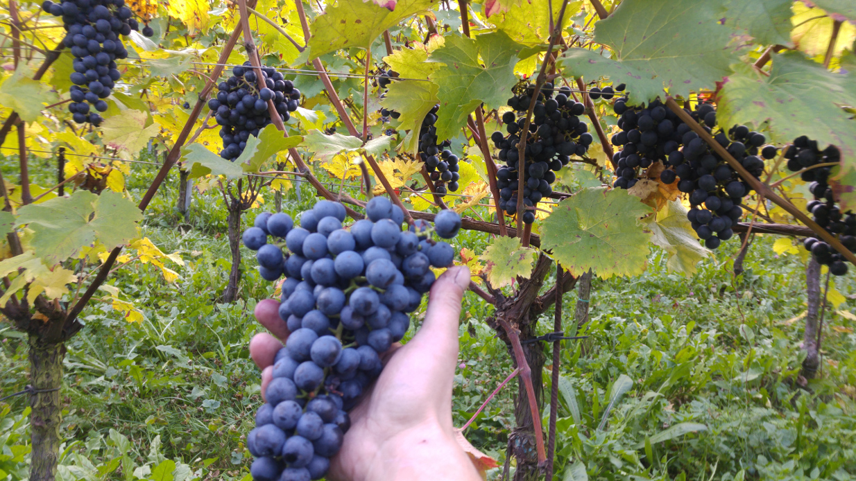 Uve Marzemino dei vigneti BURZOL a maturazione