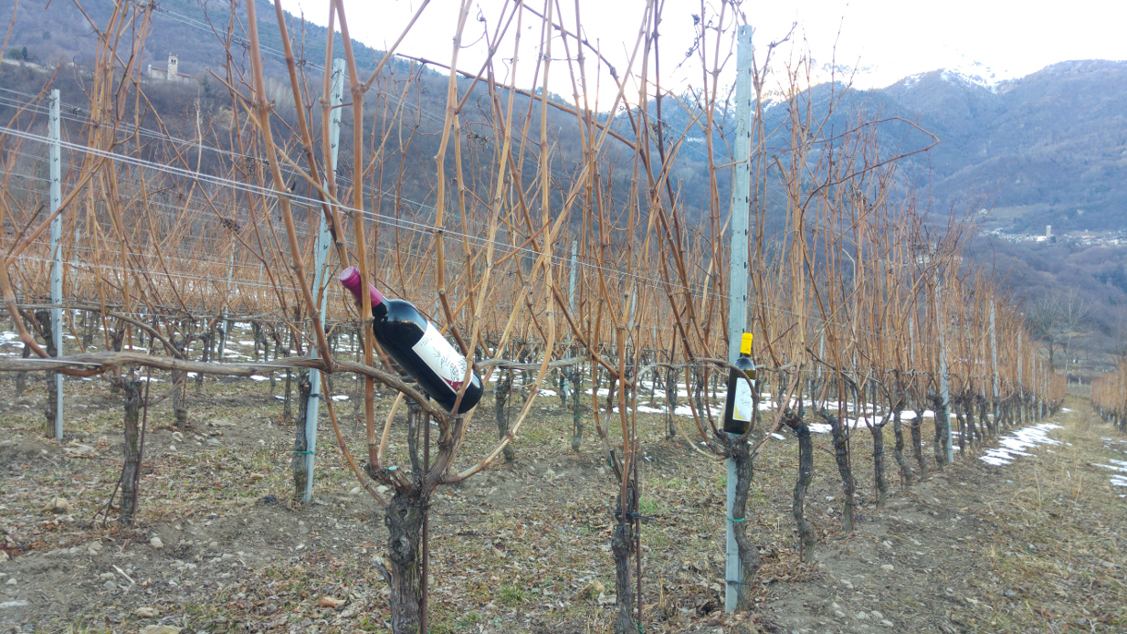 Bottiglie dei vini prodotti dalla Cantina Concarena